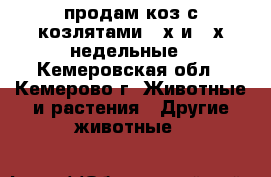 продам коз с козлятами 2-х и 3-х недельные - Кемеровская обл., Кемерово г. Животные и растения » Другие животные   